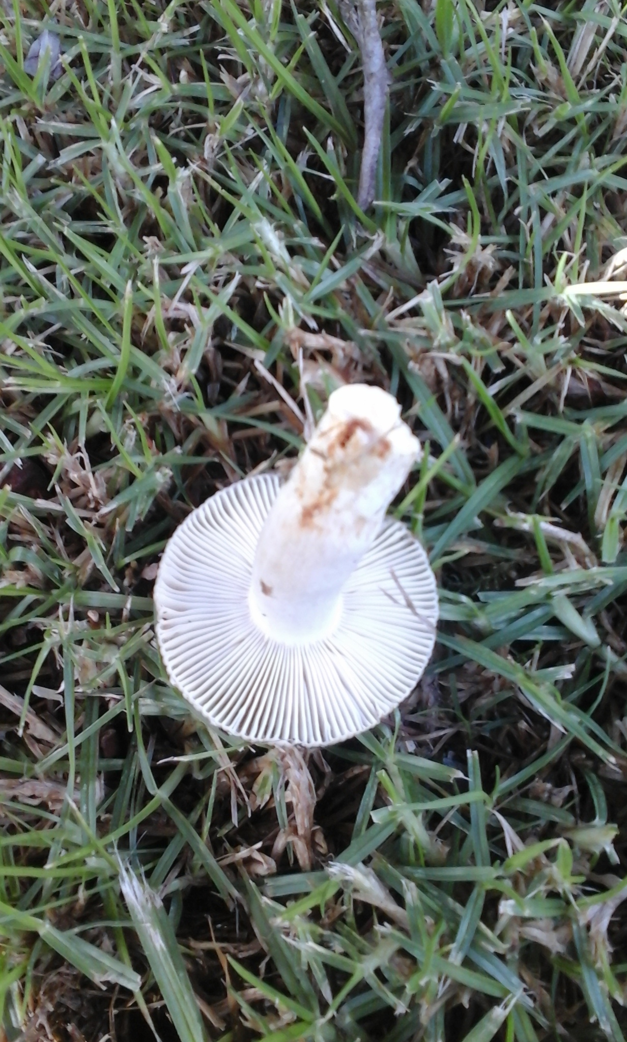 Russula amoenolens image