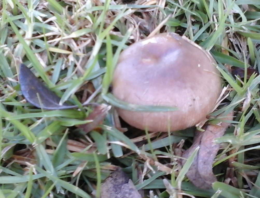 Russula amoenolens image
