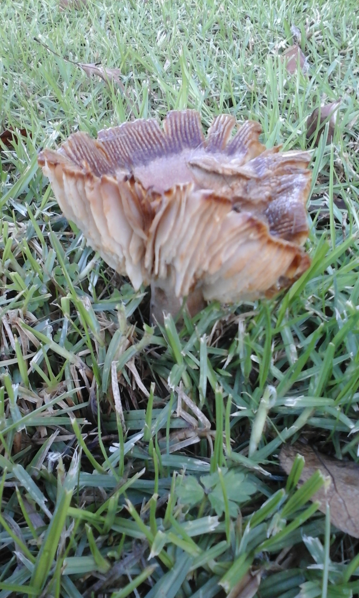 Russula amoenolens image