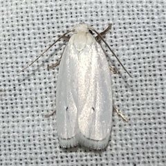 Antaeotricha albulella