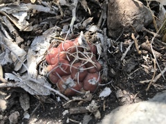 Thelocactus hexaedrophorus hexaedrophorus