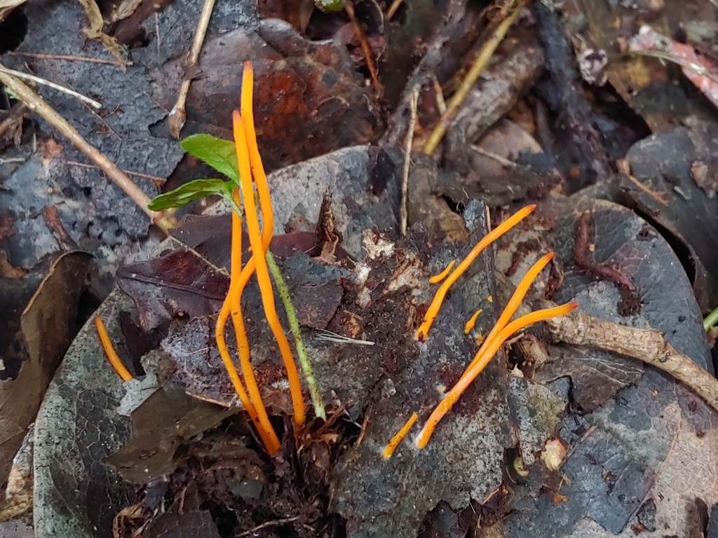 Acularia