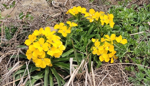 Image of Erysimum Amurense (Erysimum amurense) by (c) Pavel Smirnov, some rights reserved (CC BY)