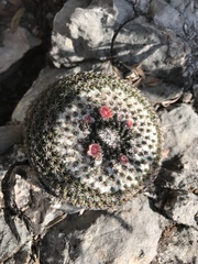 Mammillaria chionocephala