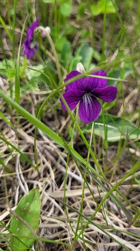 Image of Viola mandshurica by (c) Pavel Smirnov, some rights reserved (CC BY)