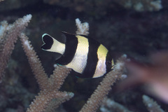 Dascyllus melanurus