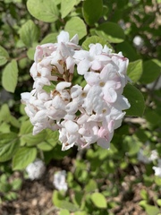 Viburnum carlesii