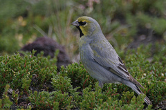 Melanodera xanthogramma