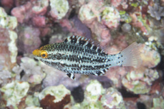 Filament-Finned Parrotfish photo 2