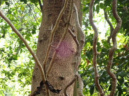 Gleditsia fera observed 2024-05-12