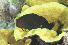 Cirripectes springeri