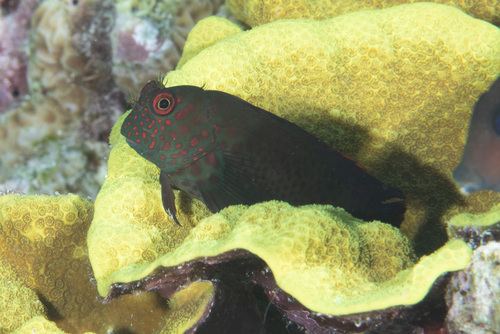 Springers slijmvis (Cirripectes springeri) — Blenniidae