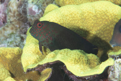 Cirripectes springeri