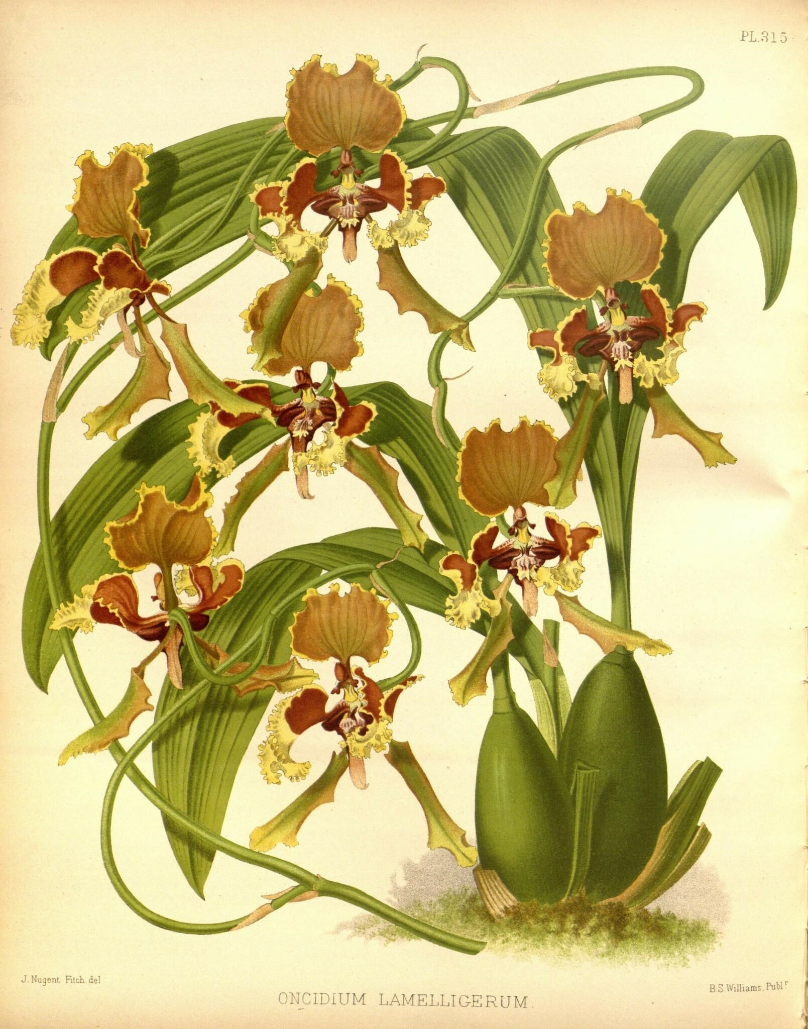 Cyrtochilum lamelligerum (Rchb.f.) Kraenzl.