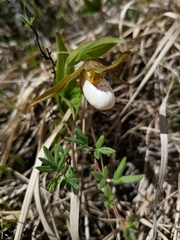 Cypripedium candidum