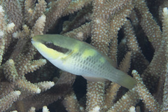 Scarus dimidiatus