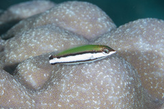 Bird Wrasse photo 5