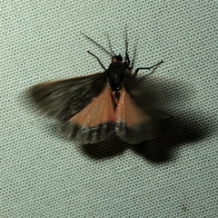 Virbia laeta