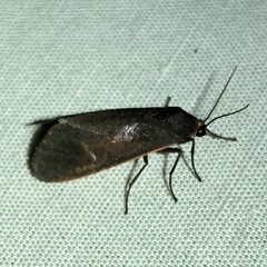 Virbia laeta