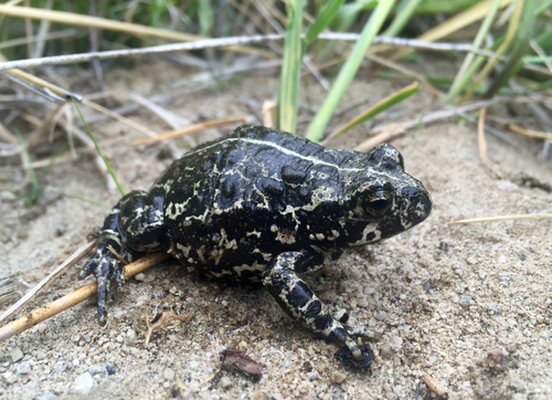 Black Toad