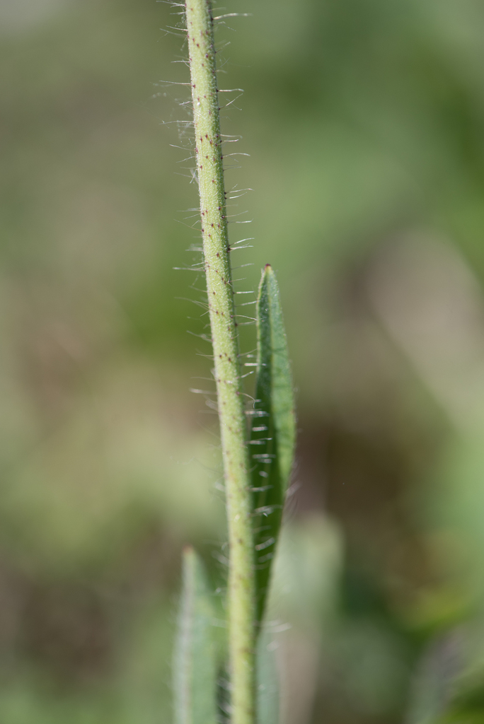 Pilosella ziziana