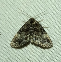 Metalectra richardsi