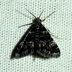 Elophila tinealis