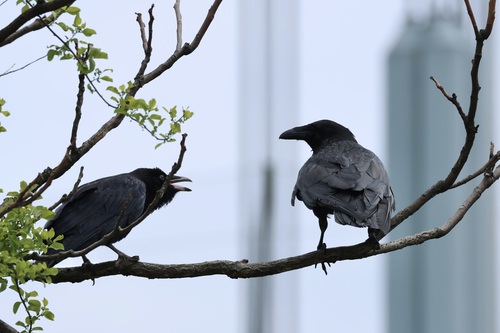 Common Raven photographed in New York
