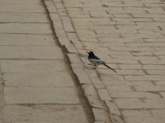 Motacilla alba alboides