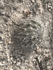 Coryphantha delicata