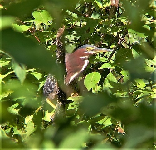 Green Heron photographed in Arkansas