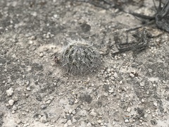 Coryphantha delicata