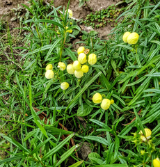 Calceolaria hyssopifolia