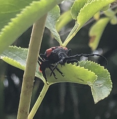 Desmocerus californicus