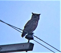 Bubo virginianus virginianus
