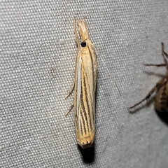 Crambus multilinellus