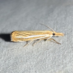 Crambus multilinellus