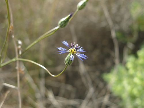 Image of Volutaria crupinoides by (c) Nachman bones, some rights reserved (CC BY)