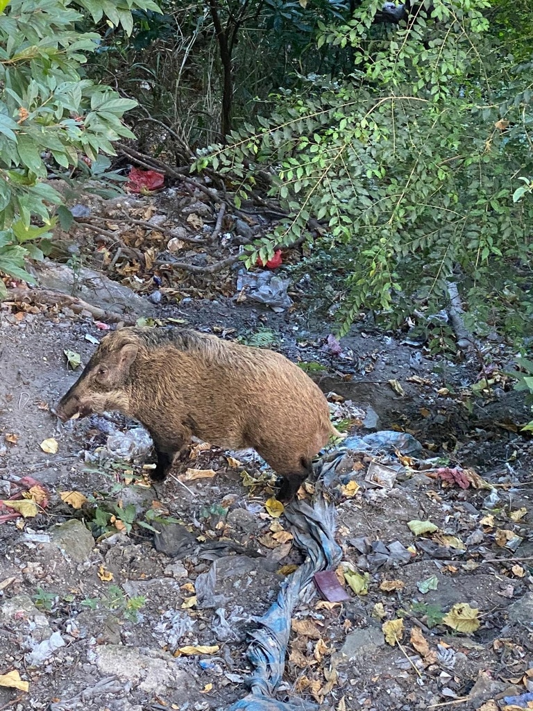 South China Boar from Hong Kong Island, Pok Fu Lam, Hong Kong Island ...