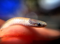 Tantilla hobartsmithi