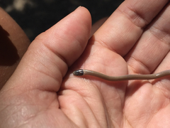 Tantilla hobartsmithi