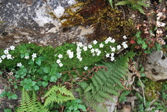 Arenaria balearica