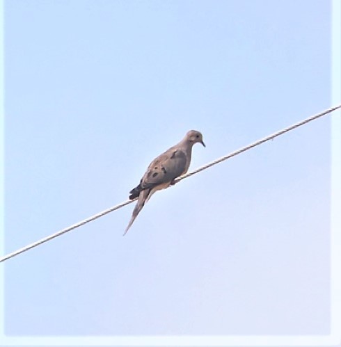 Mourning Dove photographed in Arkansas