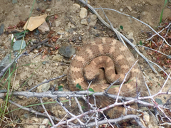 Crotalus stephensi