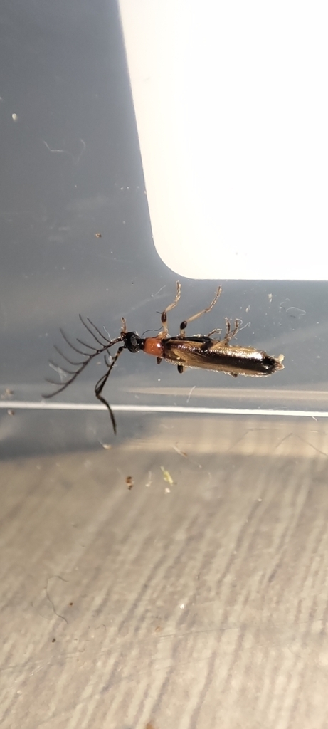 Pogonocerus