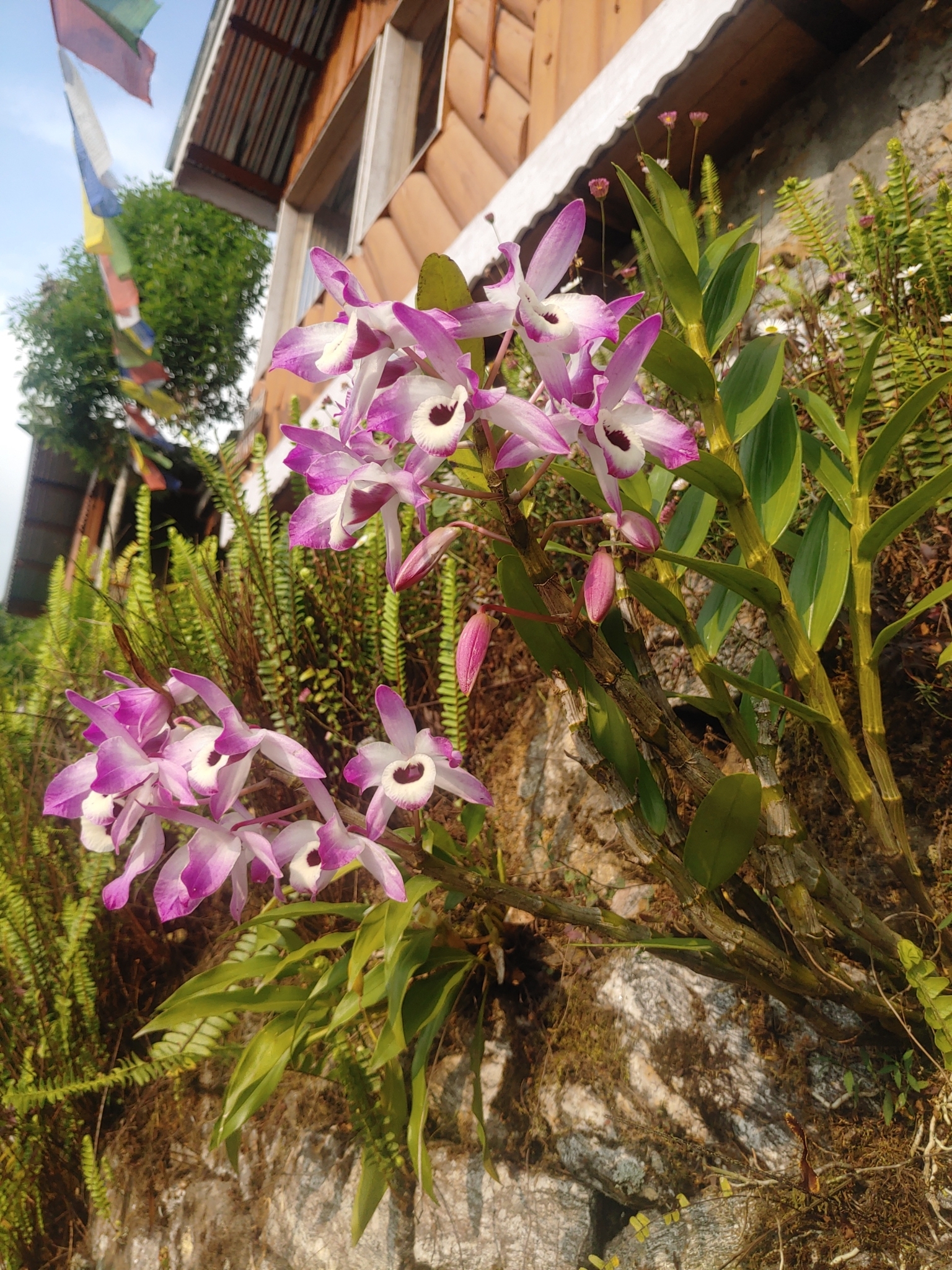 Imagem de Orquídea bambu