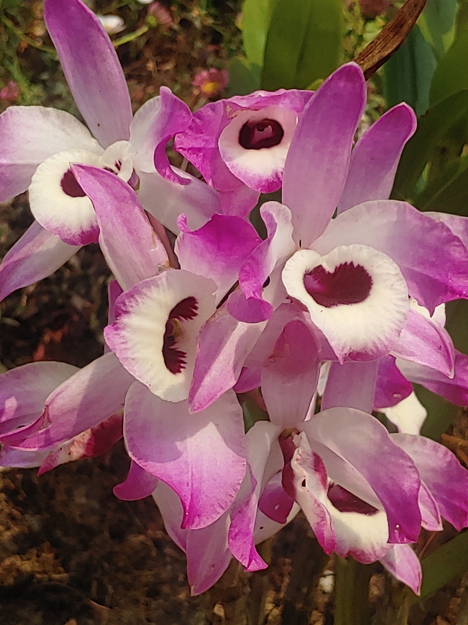 Imagem de Orquídea bambu