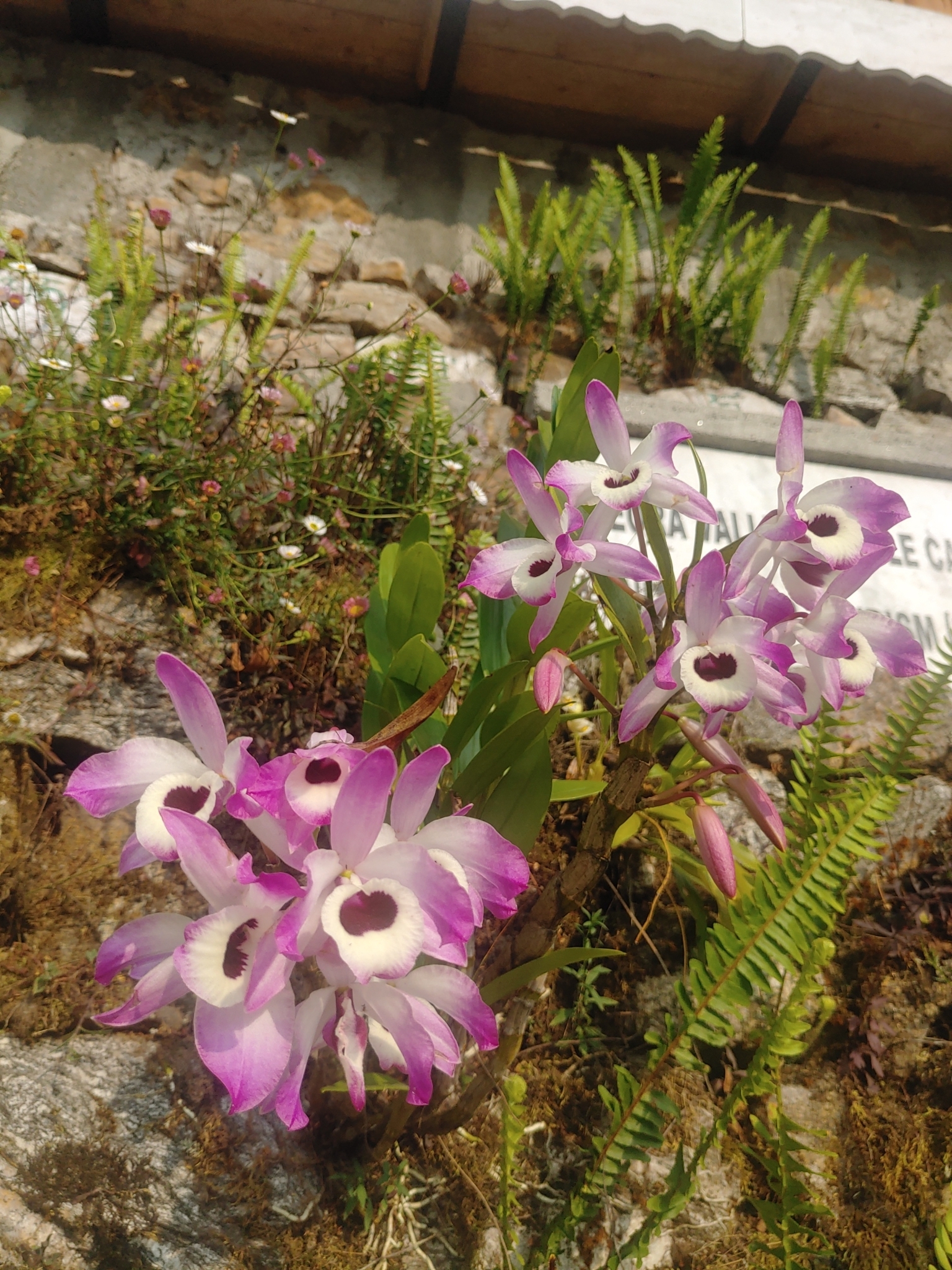Imagem de Orquídea bambu