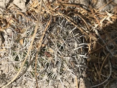 Coryphantha delicata