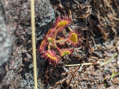 Drosera rotundifolia — photo 3
